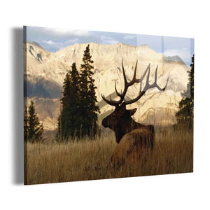 Elk in the Woods Wall Art