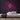 Elephant Neon Sign — Pink neon (room)