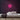 Darts Neon Sign — Pink neon (room)