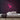 Llama Neon Sign — Pink neon (room)