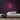 Peach Neon Sign — Pink neon (room)