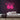 Route 66 Neon Sign — Pink neon (room)