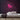 Rubber Duck Neon Sign — Pink neon (room)