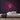 Psychic Neon Sign — Pink neon (room)