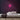 Sunflower Neon Sign — Pink neon (room)