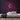 Night Neon Sign — Pink neon (room)