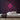 Fruit Neon Sign — Pink neon (room)