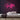 Graffiti Neon Sign — Pink neon (room)