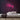 Stray Neon Sign — Pink neon (room)