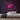Santa Neon Sign — Pink neon (room)