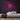 Cappuccino Neon Sign — Pink neon (room)