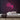 Pug Neon Sign — Pink neon (room)