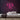 Yes Sir Neon Sign — Pink neon (room)