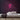 Milkshake Neon Sign — Pink neon (room)