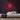 Koala Neon Sign — Red neon (room)
