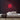 Jade Toad Neon Sign — Red neon (room)